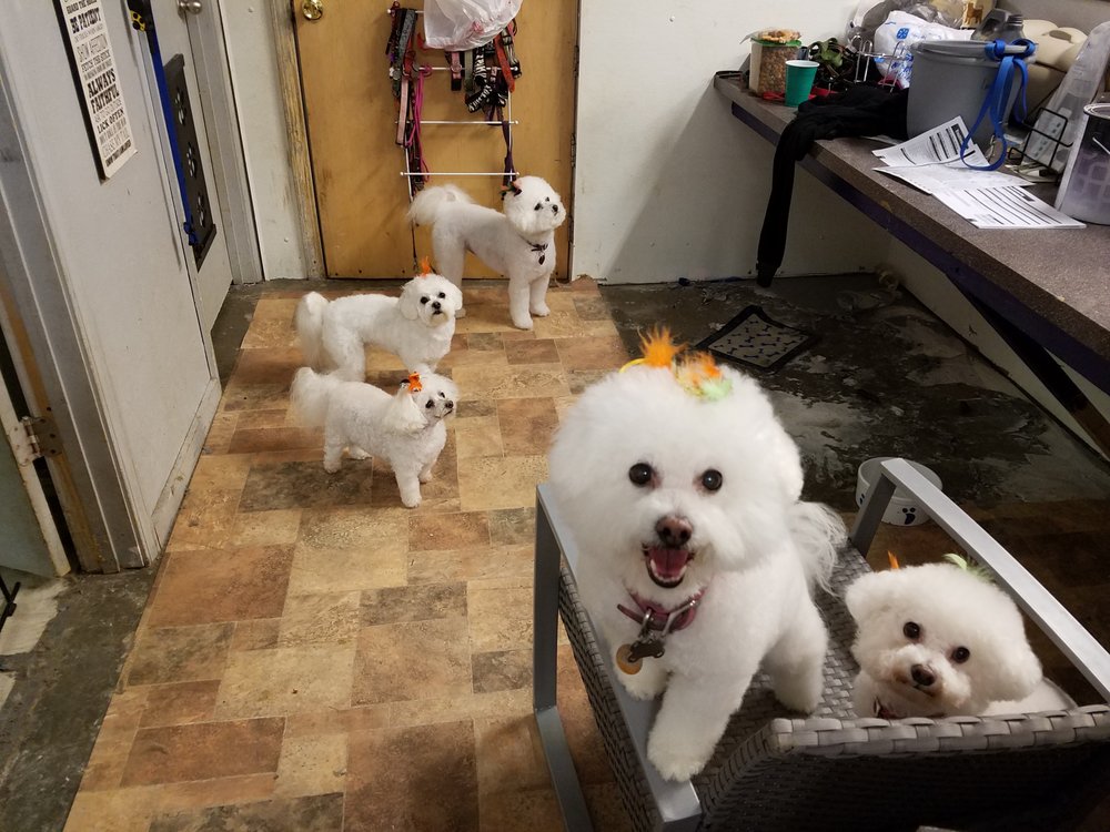 Devery's Doggie Chateau - pet boarding facility in Lees summit, MO
