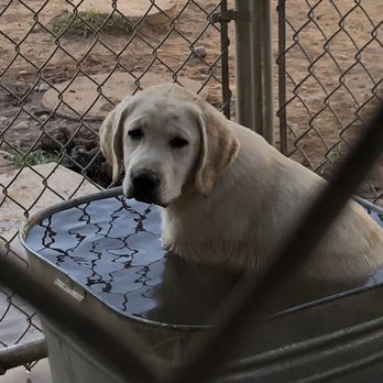 Harlow's Labrador Retrievers - Pet Breeders Near Me Harlow's Labrador Retrievers - Pet Breeders Near Me