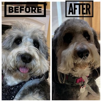 Fur Pal Grooming Spa - Before / After - Pet Groomers Near Me - San Ramon, California