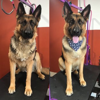 Kristal Clean Pet Grooming - Pet Groomers Near Me - Second North River, New Brunswick Kristal Clean Pet Grooming - Pet Groomers Near Me - Second North River, New Brunswick