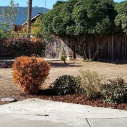 BEFORE: Hodgepodge of weird dying or dead shrubs and the flagstone path to nowhere. BEFORE: Hodgepodge of weird dying or dead shrubs and the flagstone path to nowhere.