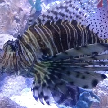 Deep Sea World - Aquariums Near Me - North Queensferry, FIF