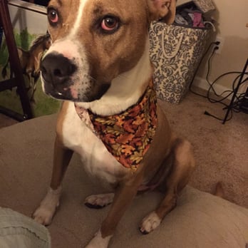 The PetStyling Company - Here is my awkward but handsome fur-baby, Copper. - Pet Groomers Near Me - Bakersfield, California The PetStyling Company - Here is my awkward but handsome fur-baby, Copper. - Pet Groomers Near Me - Bakersfield, California