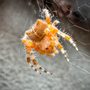 Photo of Harmon Pest Control