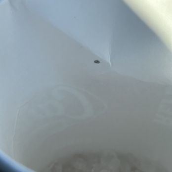 Raising Cane's Chicken Fingers - Black mold on my drink I thought it was ink but it is a gummy substance - Chicken Shop Near Me - Smyrna, Tennessee
