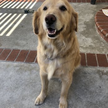Paw Lounge - Pet Groomers Near Me - Westminster, California