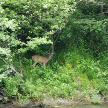 Jerry's Rogue Jets - Black tail deer - Boating Near Me - Gold Beach, Oregon Jerry's Rogue Jets - Black tail deer - Boating Near Me - Gold Beach, Oregon