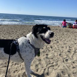Oreo loves his walks.