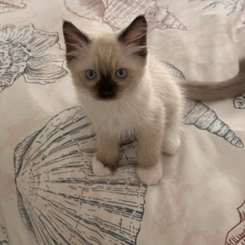 Ragdollkitty Ragdolls - Our Ocean - Pet Breeders Near Me - Carlsbad, California Ragdollkitty Ragdolls - Our Ocean - Pet Breeders Near Me - Carlsbad, California