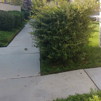 M & R Landscape Construction - How many months has it been since this was trimmed? They come here once or twice a week. - Landscaping Near Me - Moorpark, California M & R Landscape Construction - How many months has it been since this was trimmed? They come here once or twice a week. - Landscaping Near Me - Moorpark, California