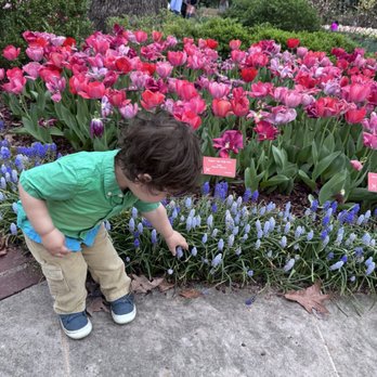 Dixon Gallery & Gardens - Flowers and toddler - Museums Near Me - Memphis, Tennessee