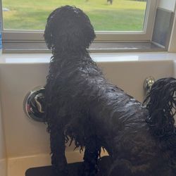 Meadow Run Dog Park - The dogs get a picture window at every work station.