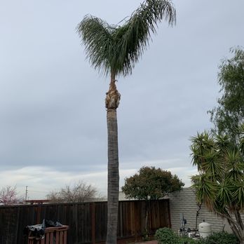 Better City Tree Services Inc. - Tree Services Near Me - Martinez, California