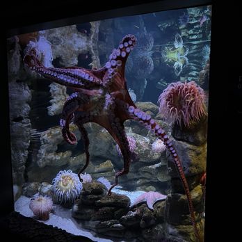 New England Aquarium - Aquariums Near Me - Boston, Massachusetts New England Aquarium - Aquariums Near Me - Boston, Massachusetts