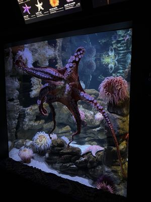 New England Aquarium by null New England Aquarium by null