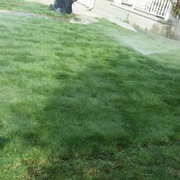 Nice new lawn with sprinklers installed. Nice new lawn with sprinklers installed.