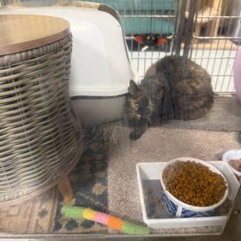 PetSmart - Cat for adoption, $220-$250. - Pet Stores Near Me - Niles, Illinois