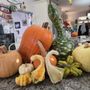 Troop 443 Pumpkin Patch