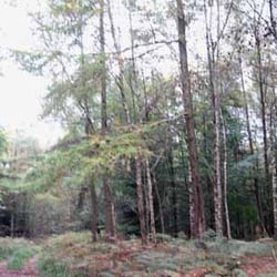 Goblin Combe and Cleeve Wood