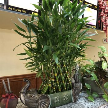 Golden Dragon - The luck of the bamboo, part of the tasty grub experience- worth the wait - Chinese Near Me - Greensboro, North Carolina Golden Dragon - The luck of the bamboo, part of the tasty grub experience- worth the wait - Chinese Near Me - Greensboro, North Carolina