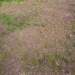 Longfield Landscaping - This is an after photo when longfield landscaping LLC finished my lawn and was supposed to have pulled weeds