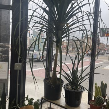 Sunnyside Plants - Nurseries & Gardening Near Me - Chicago, Illinois