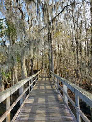 Manatee Springs by null