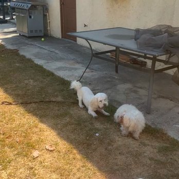The Courteous Canine - Pet Training Near Me The Courteous Canine - Pet Training Near Me