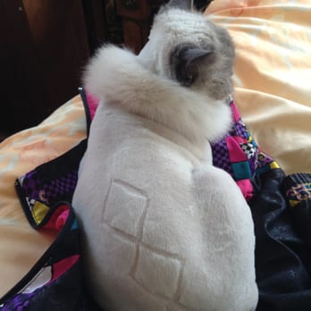 Cat Cuts - sweater clip! - Pet Groomers Near Me - St. Albert, Alberta Cat Cuts - sweater clip! - Pet Groomers Near Me - St. Albert, Alberta