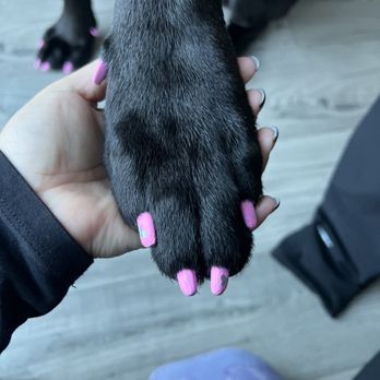 Furry Land Reno - Nails did - Pet Groomers Near Me Furry Land Reno - Nails did - Pet Groomers Near Me