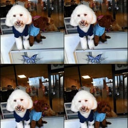 Good Dog Grooming Shop - Welcome to Good Dog Grooming Shop!!! =)