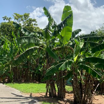 Fruit & Spice Park - Sights - Parks Near Me - Homestead, Florida