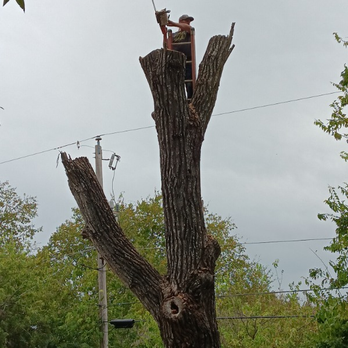 D&C Services - Tree Services Near Me D&C Services - Tree Services Near Me