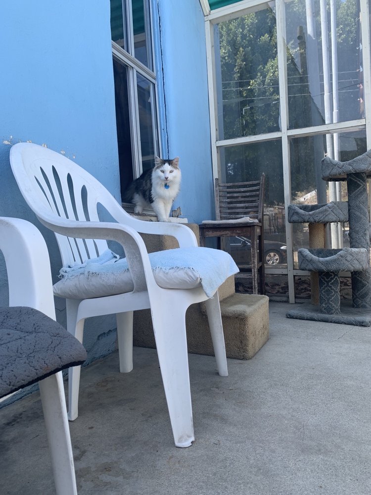 PET PRIDE CAT SHELTER Updated October 2024 69 Photos & 57 Reviews