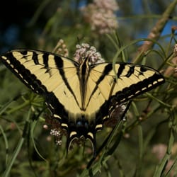 Tree of Life Nursery - The Western Tiger Swallowtail Butterfly on Narrowleaf Milkweed.