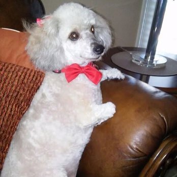 Lazy Dog Grooming - Abbey looking cute as always! - Pet Groomers Near Me - Henderson, Nevada