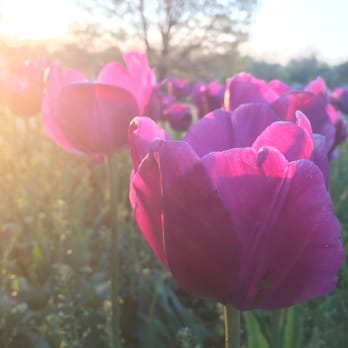 Woodward Park - Parks Near Me - Tulsa, Oklahoma Woodward Park - Parks Near Me - Tulsa, Oklahoma