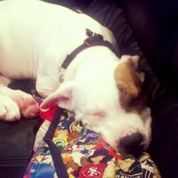 Bark! Meow! Chirp! Pet Sitting - Pirate, the Pit Bull, is snoozing on the couch.