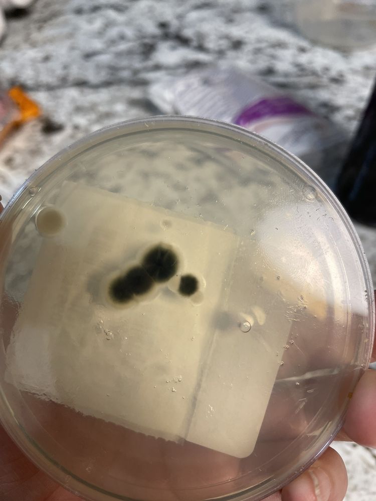 COLONIAL VILLAGE AT GREENBRIER 12 Reviews 1 Greenbrier Dr