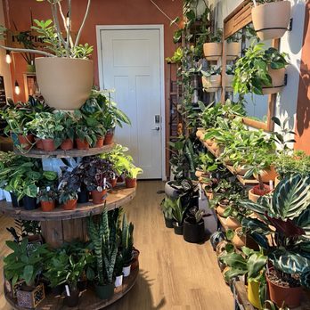 Maricopa Botanicals - Snake plants, ZZ plants, Pothos.. and many others! - Nurseries & Gardening Near Me - Tempe, Arizona