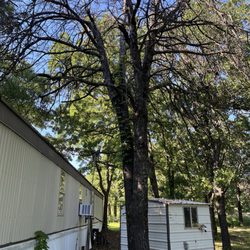 Tony's Tree Service - Tree before service