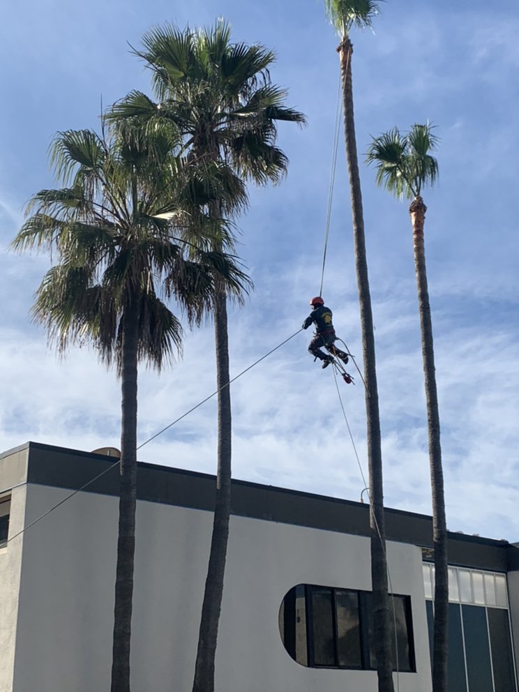 Cisnero's Tree Care - tree service in Los Angeles, CA