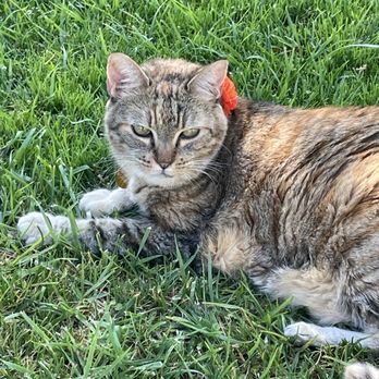 Dr Marchi - Pet Euthanasia at Home - Kitty enjoying the garden - Veterinarians Near Me - Long Beach, California