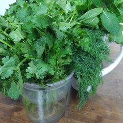 Newmarket Farmers' Market - Coriander, Dill and Mint