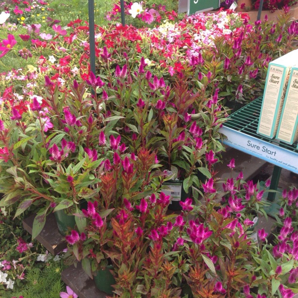 Armstrong Garden Centers - Nurseries & Gardening Near Me - Pasadena, California Armstrong Garden Centers - Nurseries & Gardening Near Me - Pasadena, California
