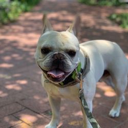 Happy Dogs On The Hill - Major the Handsome