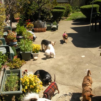 Shawna's Pet Sitting - Pet Sitting Near Me Shawna's Pet Sitting - Pet Sitting Near Me