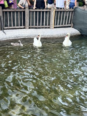 Kuğulu Park by null