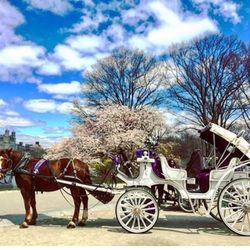 Carriage