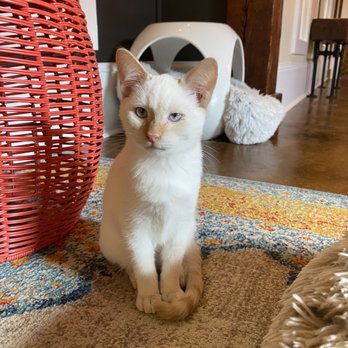 Mac Tabby Cat Cafe - Coffee & Tea Near Me - Concord, North Carolina Mac Tabby Cat Cafe - Coffee & Tea Near Me - Concord, North Carolina